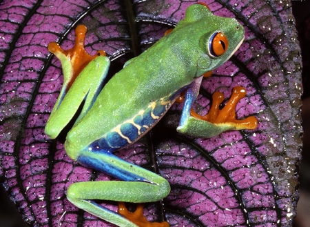 FROG - animal, frog, other, beautiful