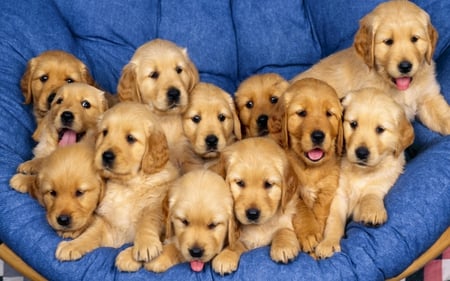 A Dozen Puppies - dozen, cute, doggies, cuddly