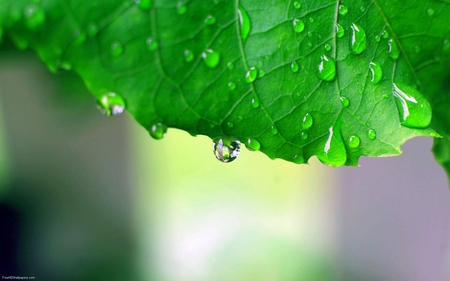 Fresh Raindrops ! - raindrops, fresh, leaf, green