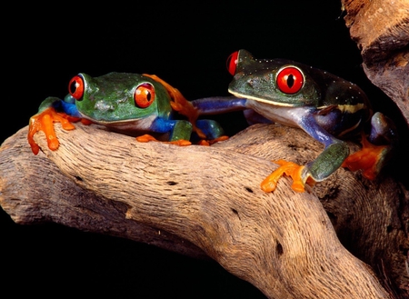 Frogs - animals, other, beautiful, frogs