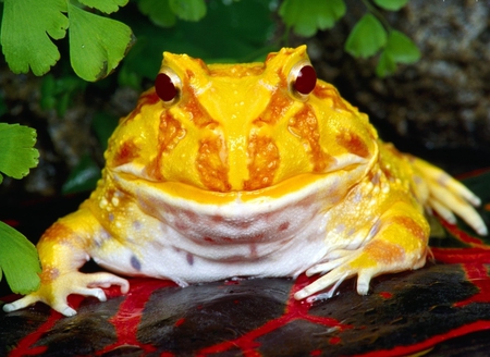 Gold frog - animal, frog, beautiful, gold