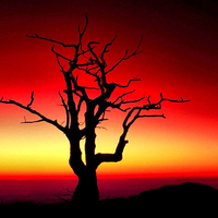 sunrise-tree