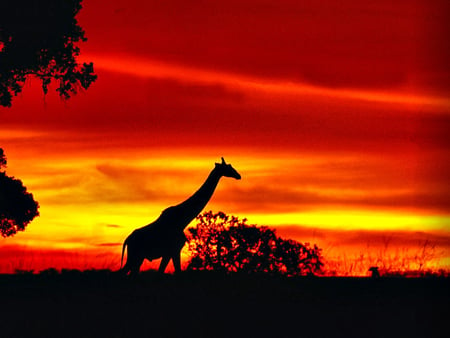 dusk - trees, sunset, nature, giraffes, colors, sky