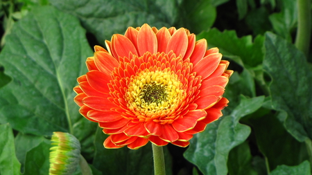 Red Beauty - red flower, flower, sunflower, nature