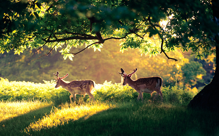 Morning Walk - forest, morning, walk, field, deers