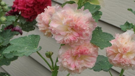 Pink Hollyhocks - natuer, flowers, hollyhock, garden, pink