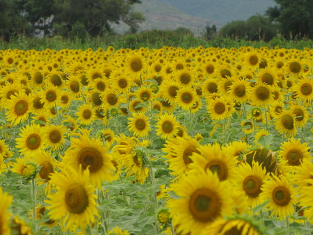 sun flower field - flowers, field, sun flowers, nature