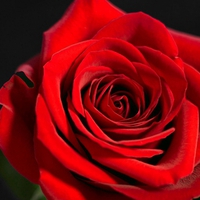 A Red Rose for My Dear Friends in DN