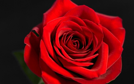 A Red Rose for My Dear Friends in DN