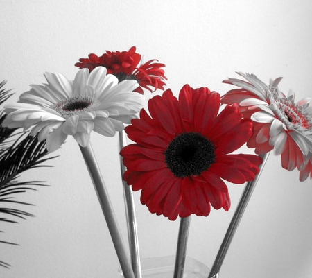 Daizys - daizys, petals, black n white, color, flowers