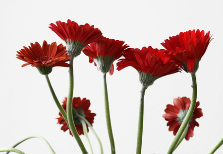 Daizys - gerbra, red, daizys, flower, petals