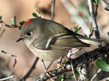 Ruby-Crowned-Kinglet - picture, crowned, kinglet, ruby, cute