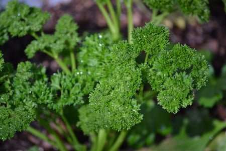 Parsley - herbs, parsley, green, photography