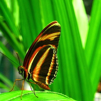 Tiger in the garden