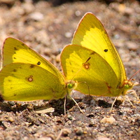 Sulphur pair
