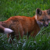 RED FOX KIT