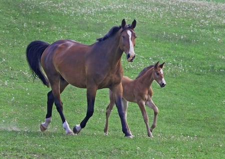 KEEP UP - mare, horse, foal, brown