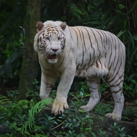 REGAL WHITE TIGER