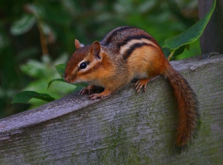 CHIPMUNK - cute, animal, chipmunk, nature