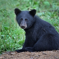 BABY BLACK BEAR