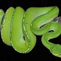 GREEN TREE PYTHON