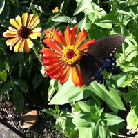 Butterfly on Flower