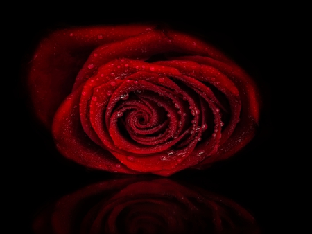 Red Rose - pretty, roses, romantic, red roses, romance, reflection, flowers, red, rain, for you, red rose, water, beautiful, photography, valentines day, drops, beauty, lovely, with love, still life, nature, rose