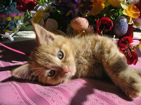 Relax near the flowers - cat, kitty, rest, flowers, relax, kitten