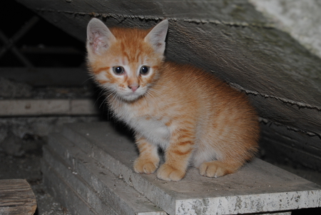 Cat - cat, red, marble, litle