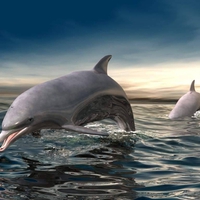 Dolphin 3d