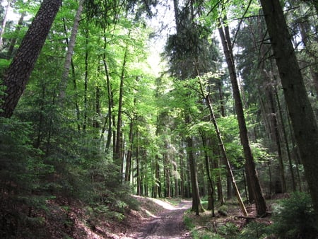 Nature at its best - green, paths, forest, trees