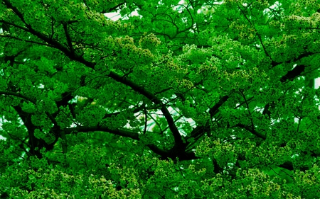 Nice green Tree - green, lush, nice, tree