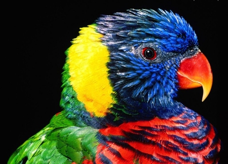 PARROT - animals, other, birds, beautiful