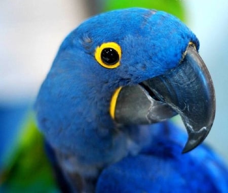 Parrot - animals, birds, beautiful, parrot