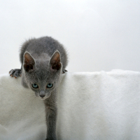 Grey Kitten