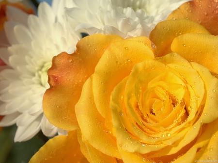 Mellow Yellow - pretty, perennial, yellow, rose, flower