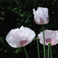 Poppy Flowers