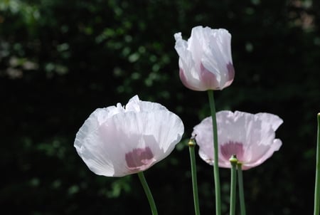 Poppy Flowers - special, flowers, poppy, beautiful