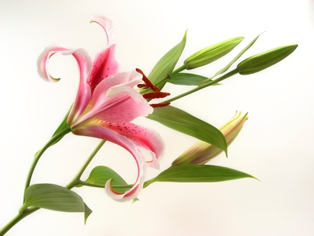 Pink Lilies - flowers, lilies, nature, stems, pink, leaves