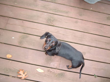 Sweet enough - love, animals, black, tiny, brown, forever, life, dachshund, dogs, dach sweet, little