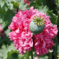 Seedbox and pink flower