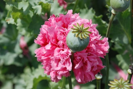 Seedbox and pink flower - poppy, flower, special, beautiful