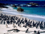 Penguin Island