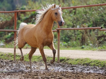 Elegant horse - run, horse, animal, fence, nature