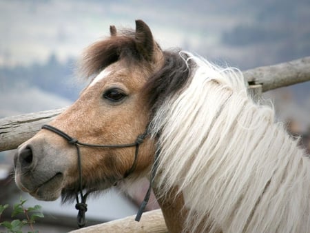 Horse's head - run, horse, animal, field, nature, grass