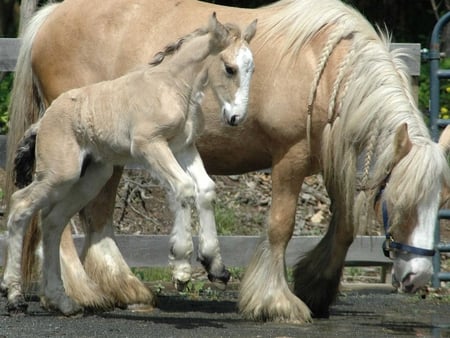 Horse family - run, horse, animal, field, nature, grass