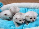 Sweet kittens