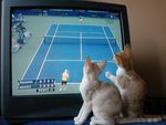 Watching a tennis game