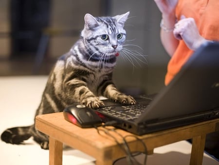 Online kitten - dn, meow, cat, pet, animal, kitten, online, feline, computer