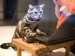 Online kitten